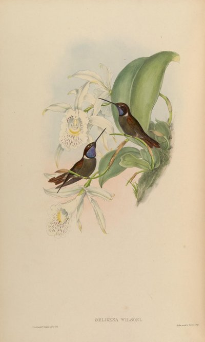 Coeligena wilsoni by John Gould